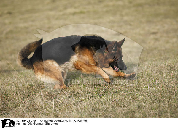running Old German Shepherd / RR-28075