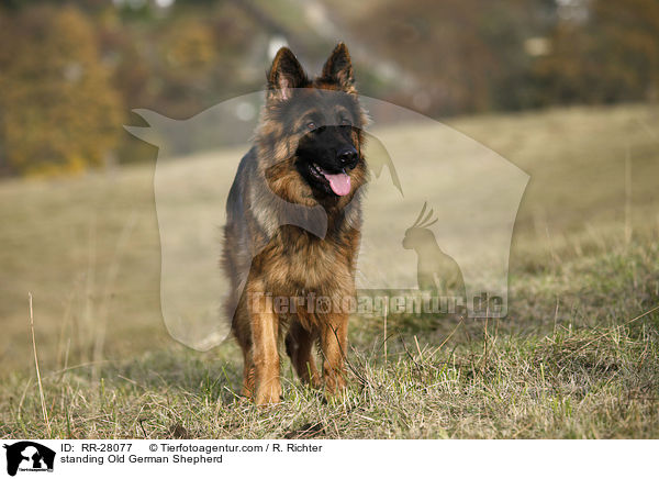 standing Old German Shepherd / RR-28077
