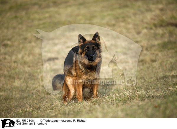 Old German Shepherd / RR-28081