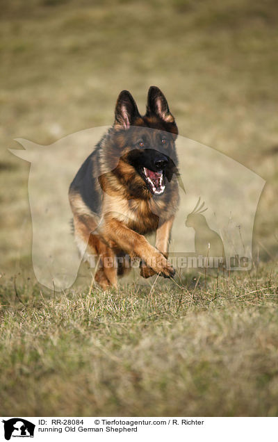 running Old German Shepherd / RR-28084
