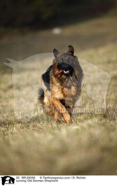 running Old German Shepherd / RR-28086