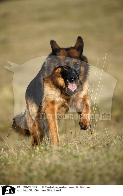 running Old German Shepherd / RR-28089