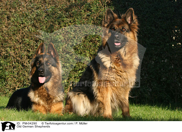 Altdeutsche Schferhunde / Old German Shepherds / PM-04290
