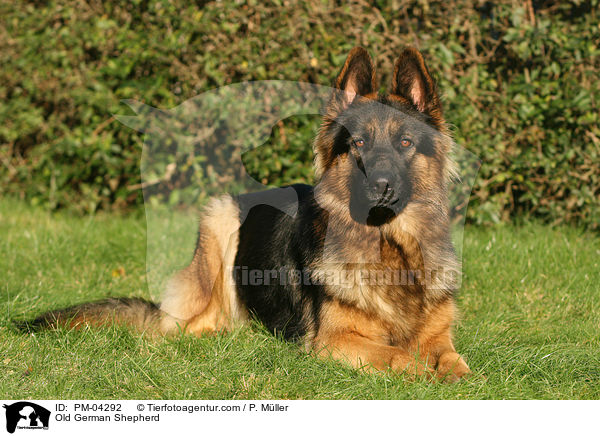 Old German Shepherd / PM-04292