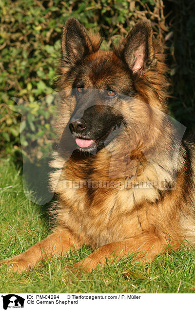 Altdeutscher Schferhund / Old German Shepherd / PM-04294