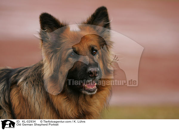 Old German Shepherd Portrait / KL-02934