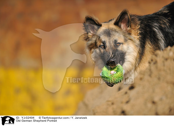 Old German Shepherd Portrait / YJ-02494