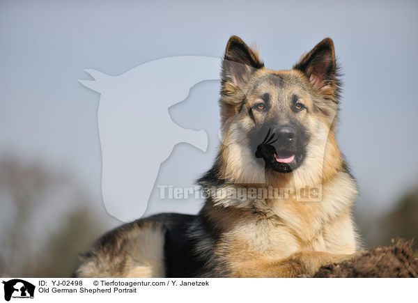 Old German Shepherd Portrait / YJ-02498