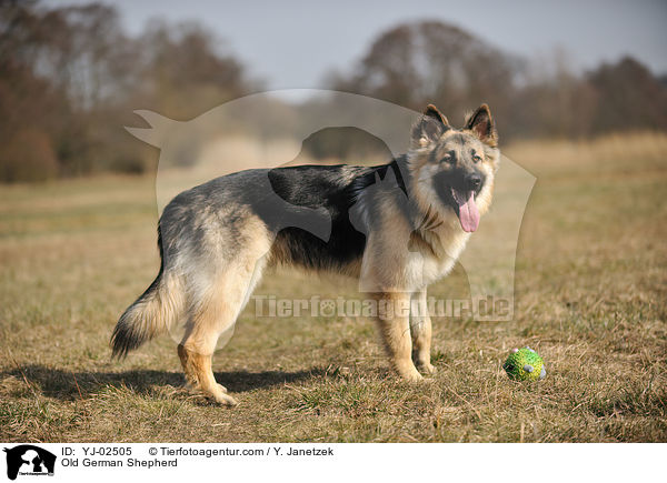Old German Shepherd / YJ-02505