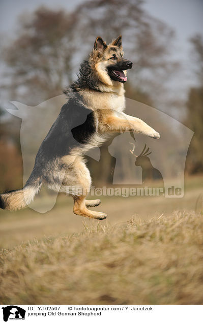 jumping Old German Shepherd / YJ-02507