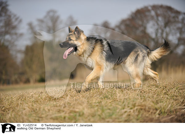 walking Old German Shepherd / YJ-02514