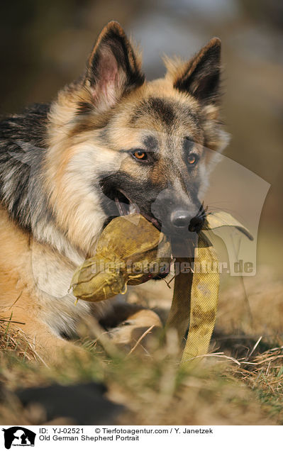 Old German Shepherd Portrait / YJ-02521