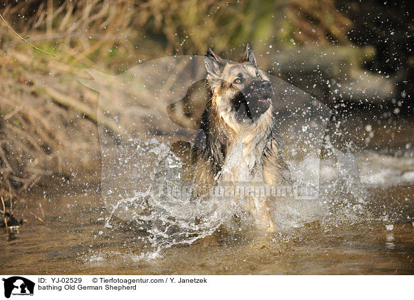 bathing Old German Shepherd / YJ-02529