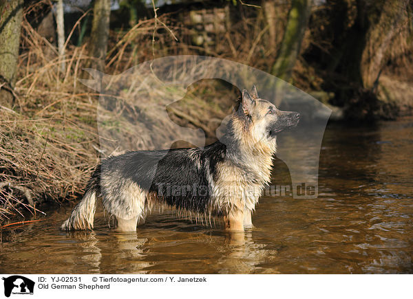 Old German Shepherd / YJ-02531