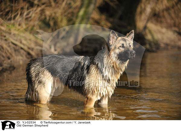 Old German Shepherd / YJ-02534