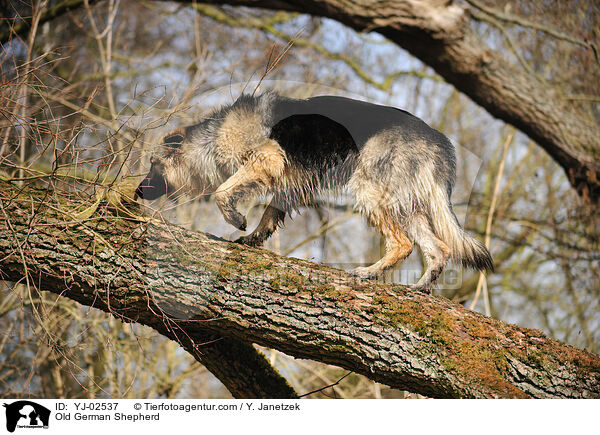 Old German Shepherd / YJ-02537