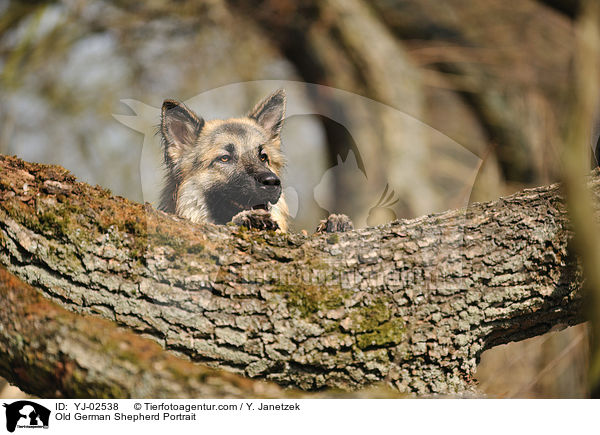 Old German Shepherd Portrait / YJ-02538