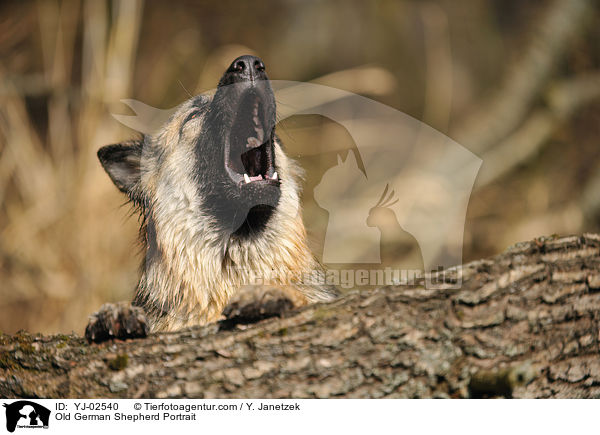 Altdeutscher Schferhund Portrait / Old German Shepherd Portrait / YJ-02540
