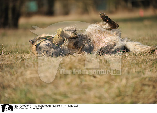 Altdeutscher Schferhund / Old German Shepherd / YJ-02547