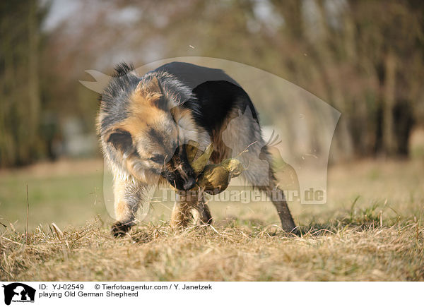 spielender Altdeutscher Schferhund / playing Old German Shepherd / YJ-02549