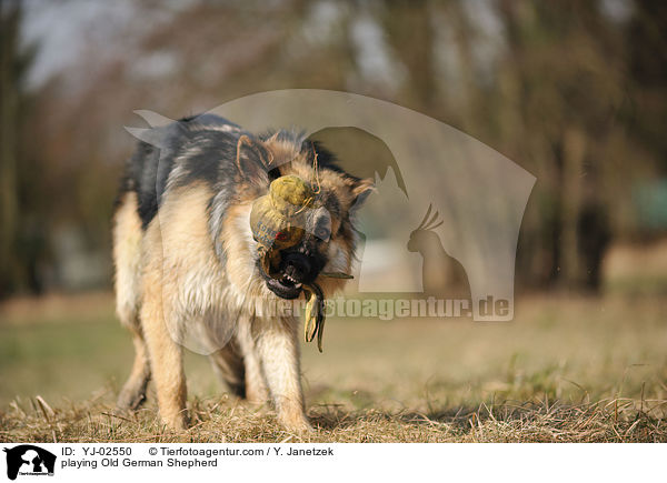 playing Old German Shepherd / YJ-02550