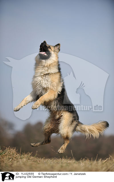 jumping Old German Shepherd / YJ-02555