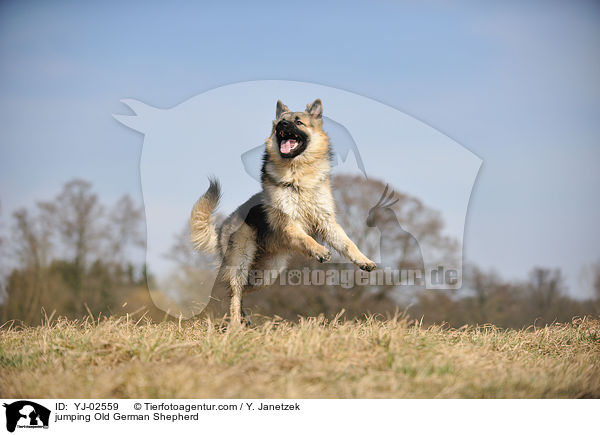 jumping Old German Shepherd / YJ-02559