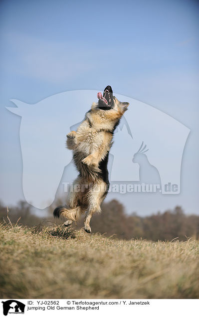 jumping Old German Shepherd / YJ-02562