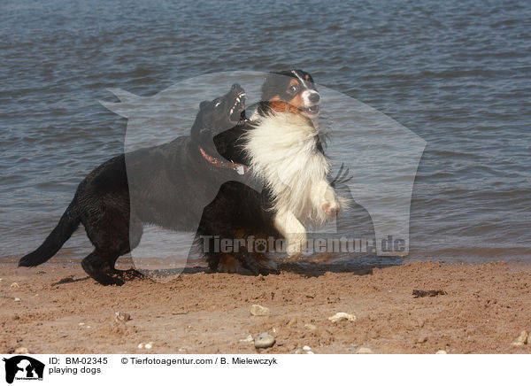 playing dogs / BM-02345