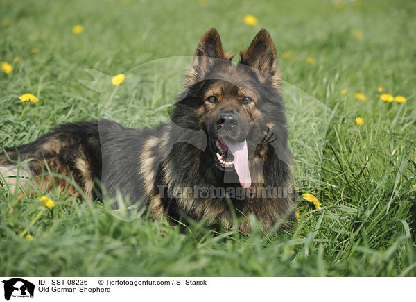 Altdeutscher Schferhund / Old German Shepherd / SST-08236
