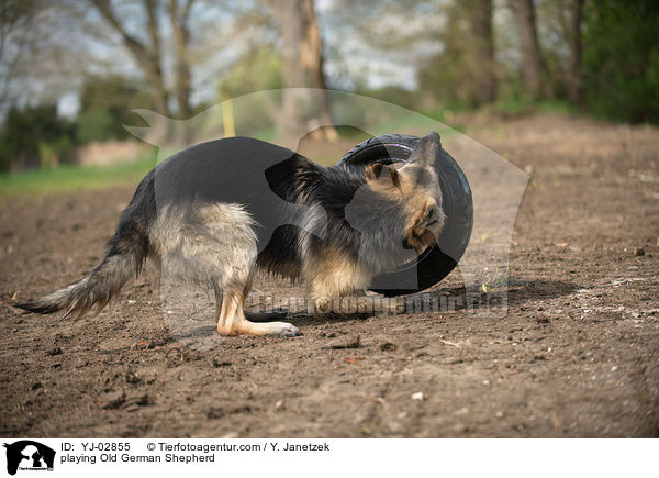 playing Old German Shepherd / YJ-02855