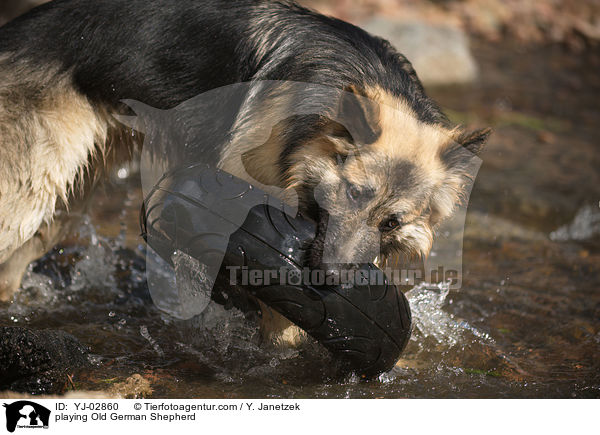 playing Old German Shepherd / YJ-02860