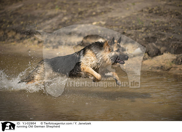 running Old German Shepherd / YJ-02864