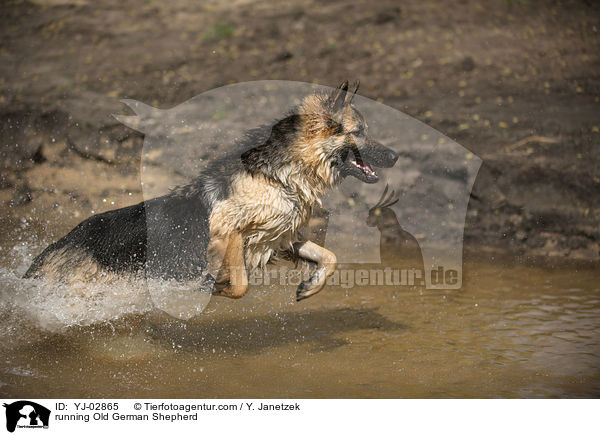 running Old German Shepherd / YJ-02865