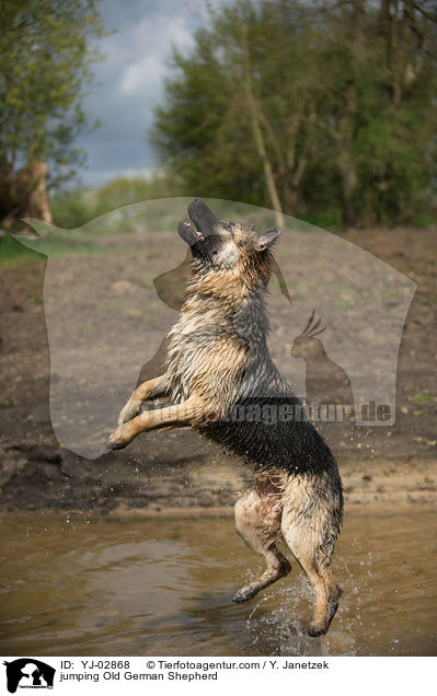 jumping Old German Shepherd / YJ-02868