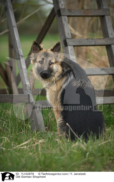 Old German Shepherd / YJ-02878
