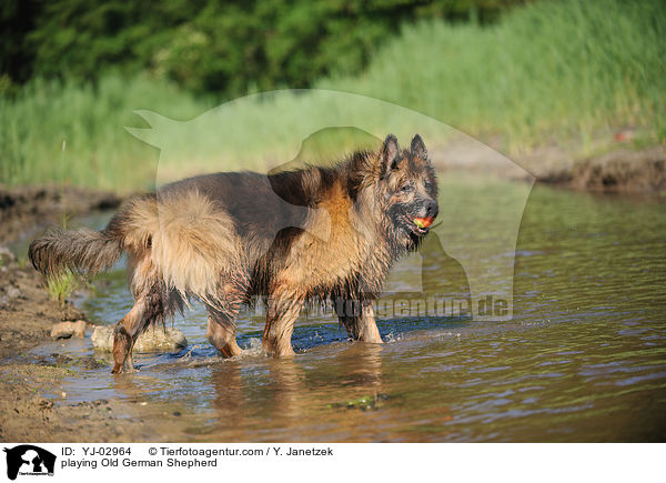 playing Old German Shepherd / YJ-02964