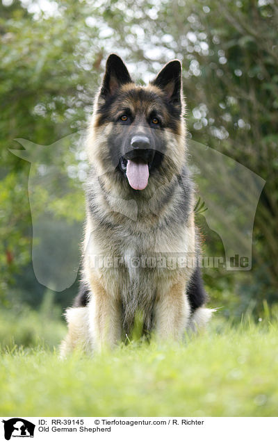 Old German Shepherd / RR-39145