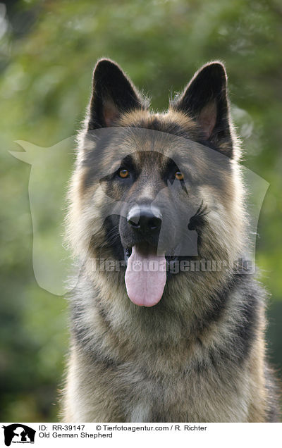 Old German Shepherd / RR-39147