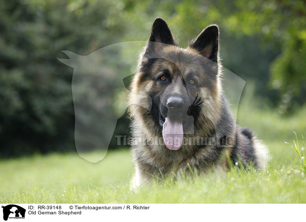 Old German Shepherd / RR-39148