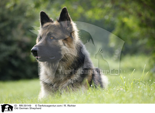 Old German Shepherd / RR-39149