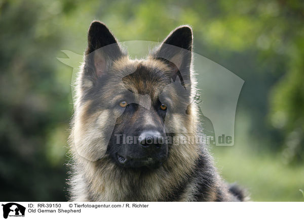 Old German Shepherd / RR-39150