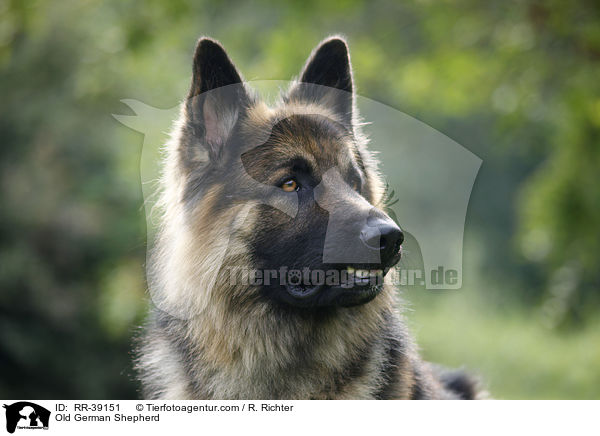 Old German Shepherd / RR-39151
