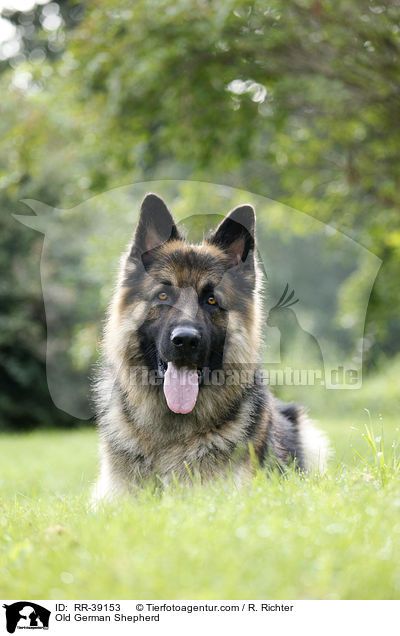 Old German Shepherd / RR-39153