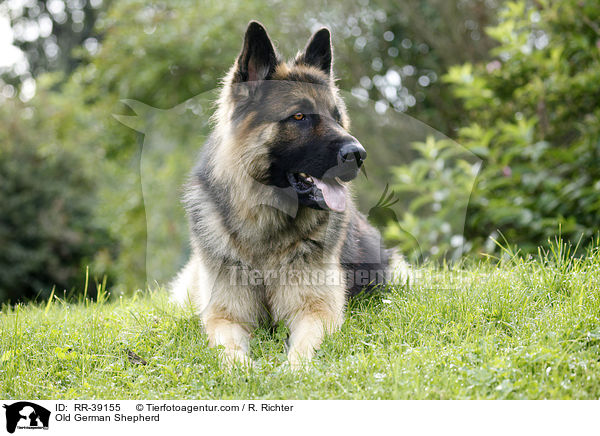 Old German Shepherd / RR-39155