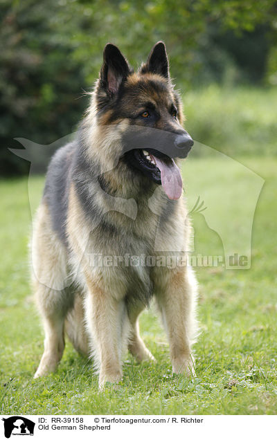 Old German Shepherd / RR-39158