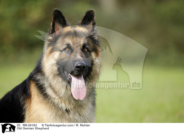 Old German Shepherd / RR-39162