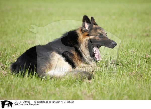 Old German Shepherd / RR-39166
