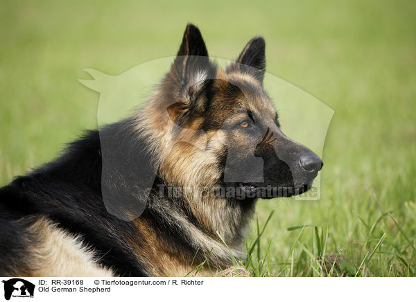 Old German Shepherd / RR-39168