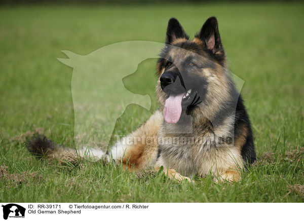 Old German Shepherd / RR-39171